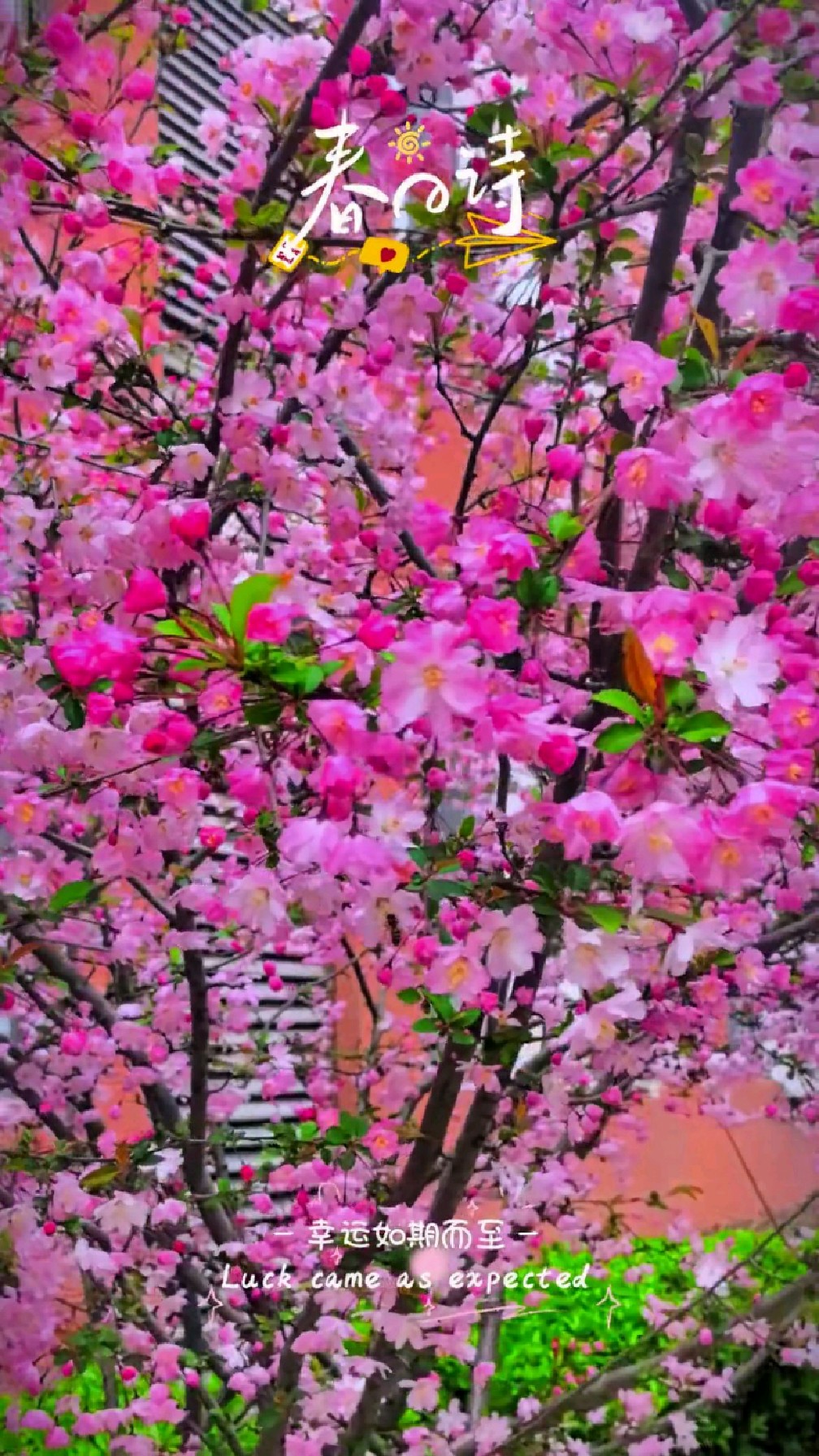 海棠花开,合肥十中校园满园的粉色,在风里摇曳生姿!