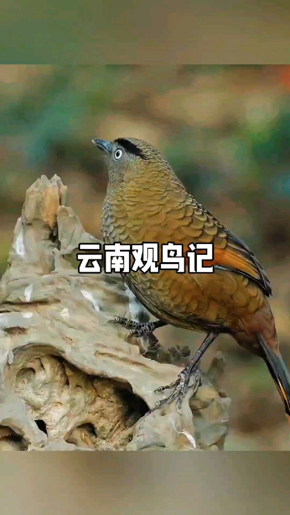 蓝翅噪鹛拍摄于云南百花岭记录鸟种