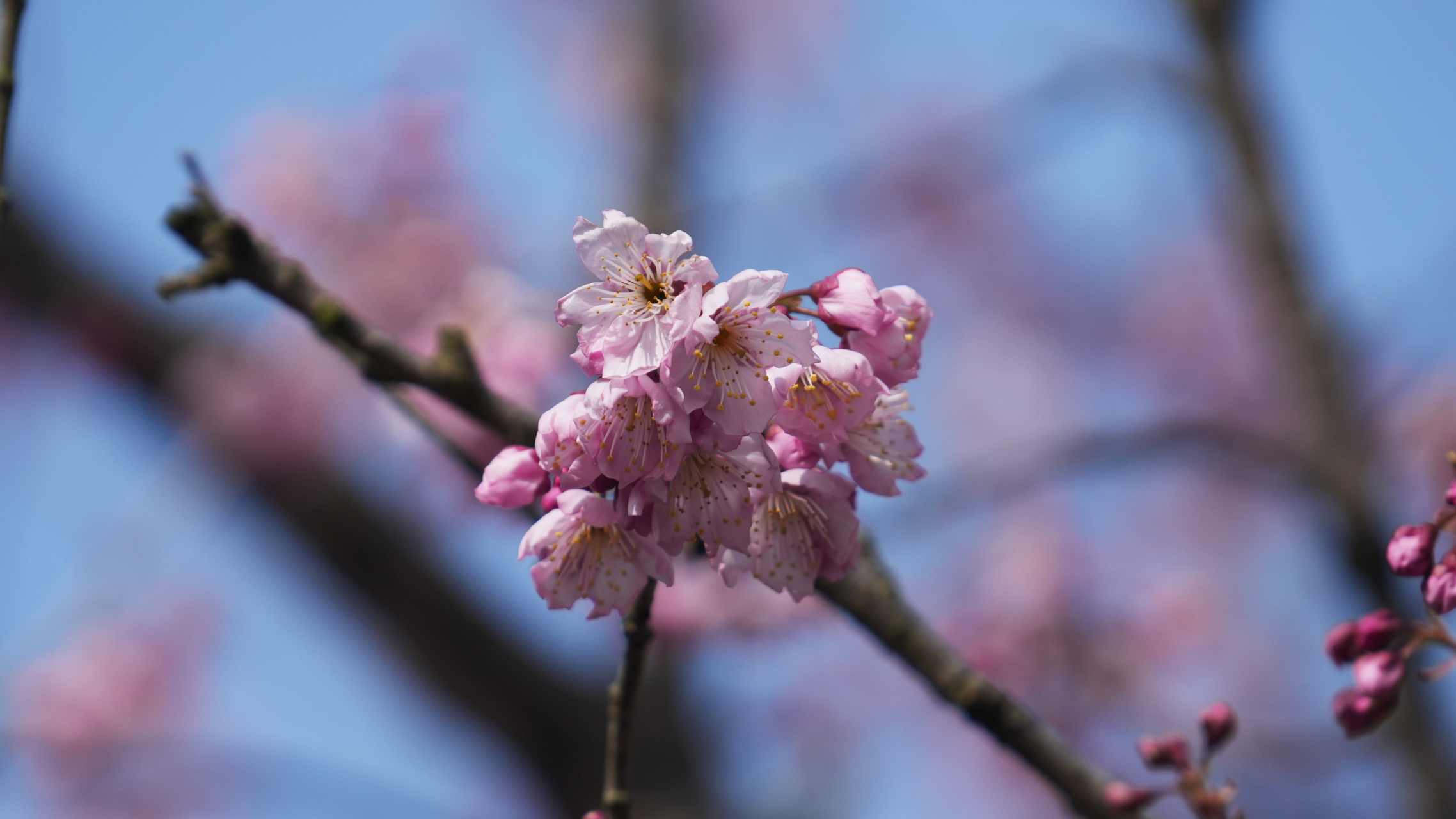 椿寒樱,蔷薇科樱属植物,又名"初美人".
