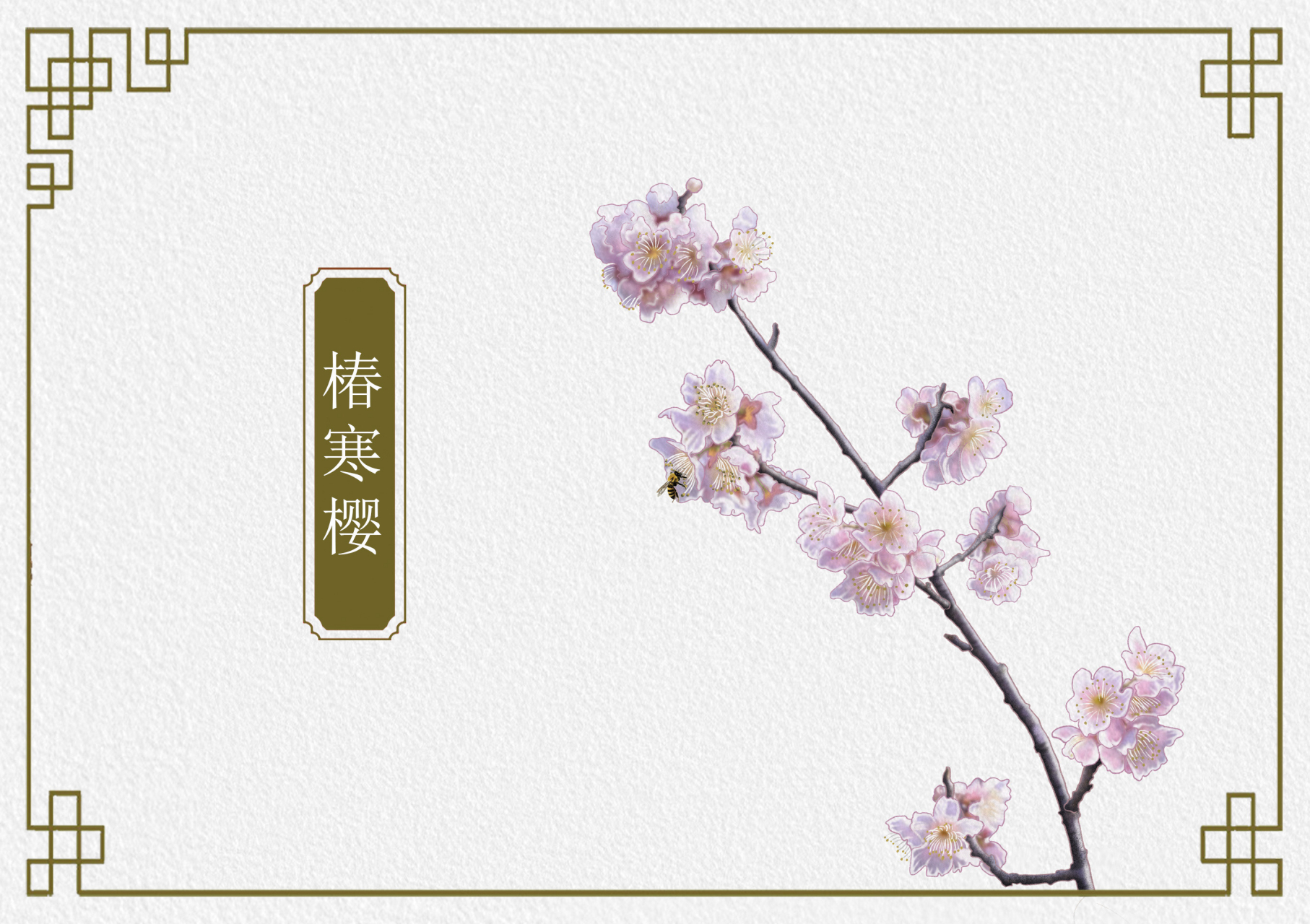 椿寒樱,蔷薇科樱属植物,又名"初美人".