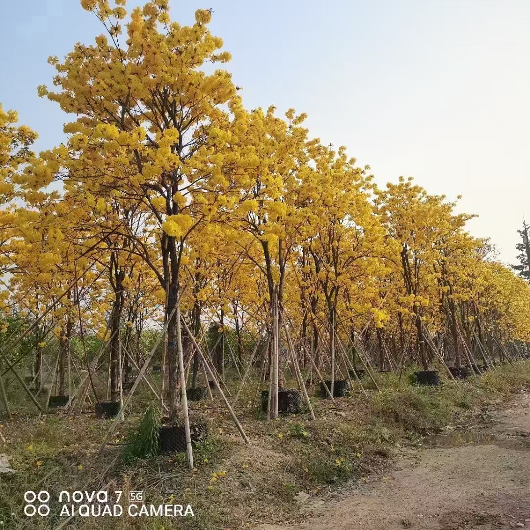 黄花风铃木园林用途图片