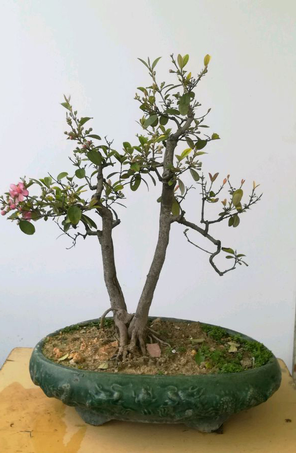 桃金娘盆景怎么养