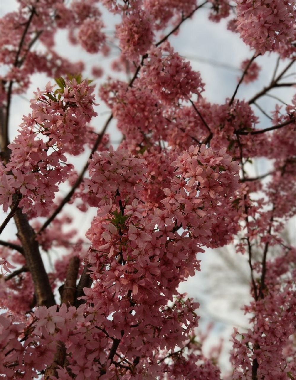 木兰花慢   携外子游园有感 见樱花烂漫,抬眼望,最清明.