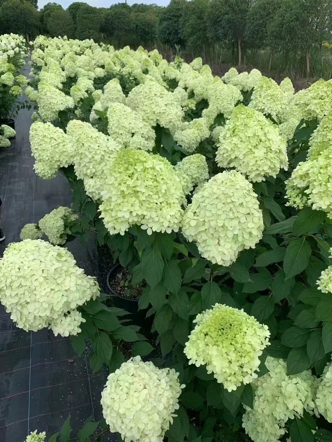 香草草莓圆锥绣球的寓意?