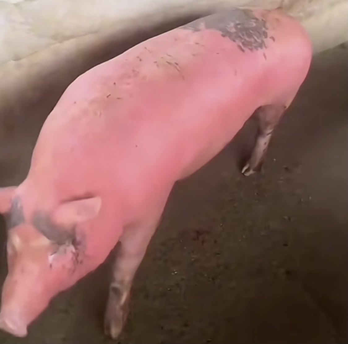 难道这就是传说中的汗血宝猪?