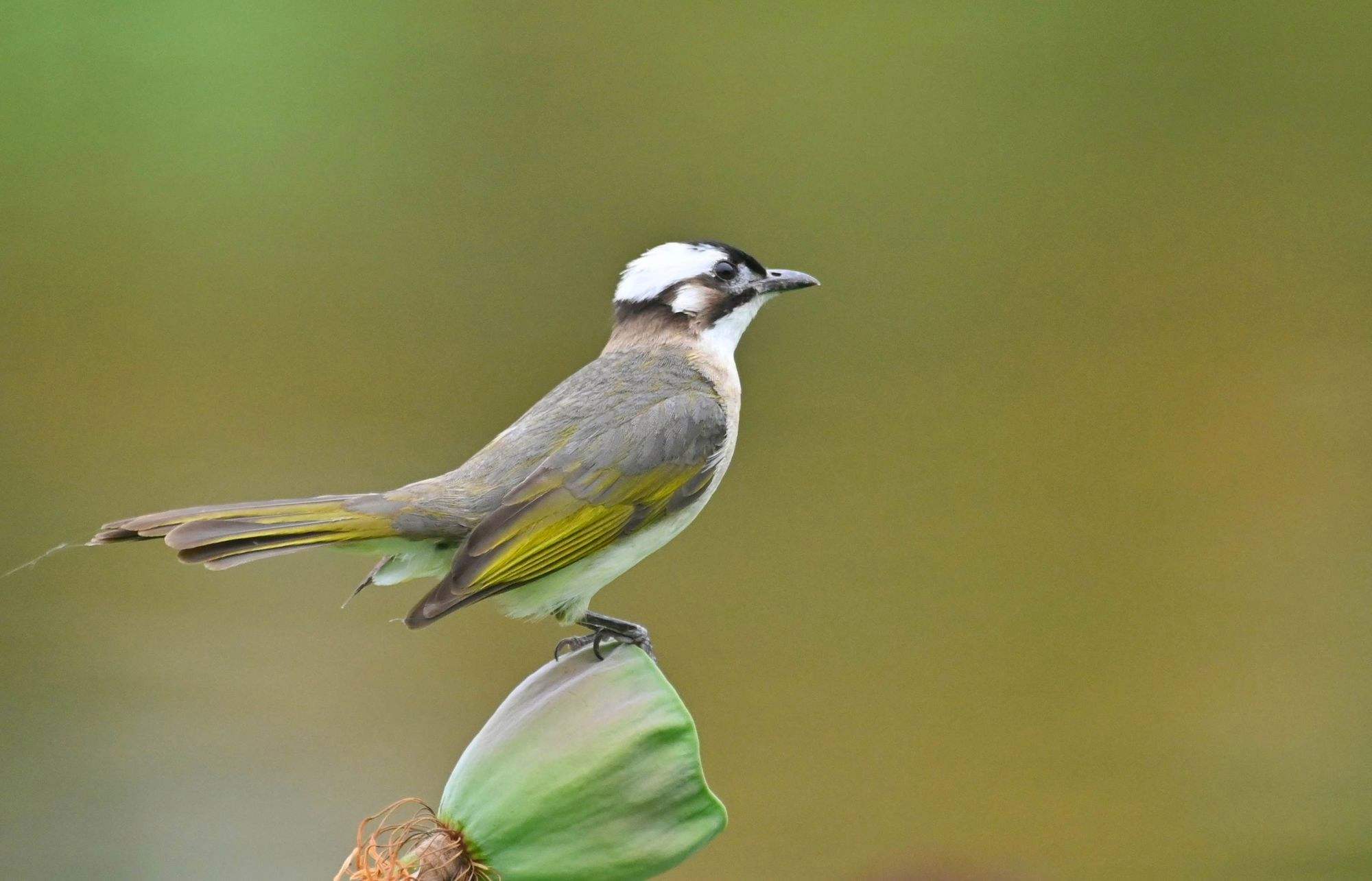 白头翁这种鸟值得饲养吗?