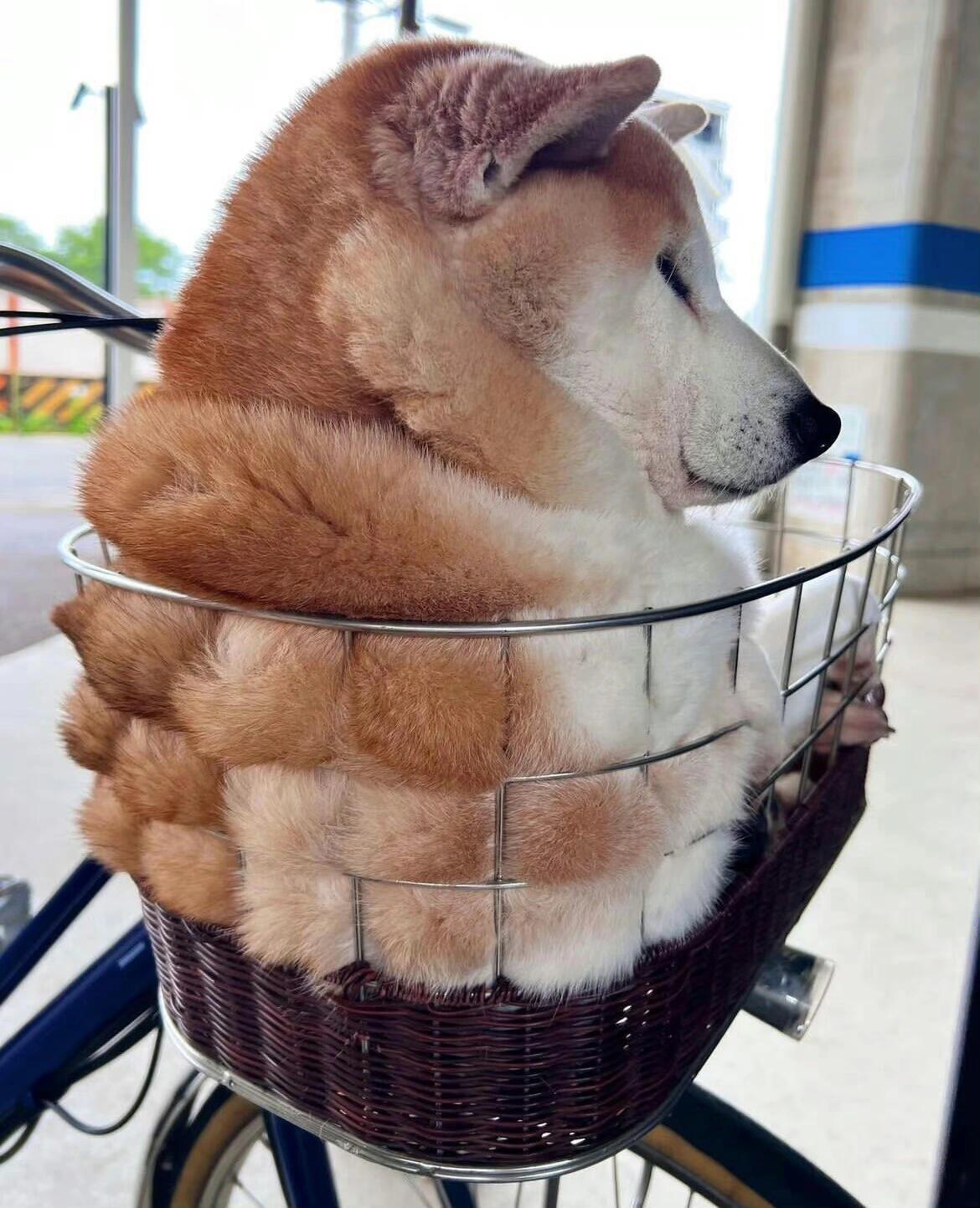 腹肌柴