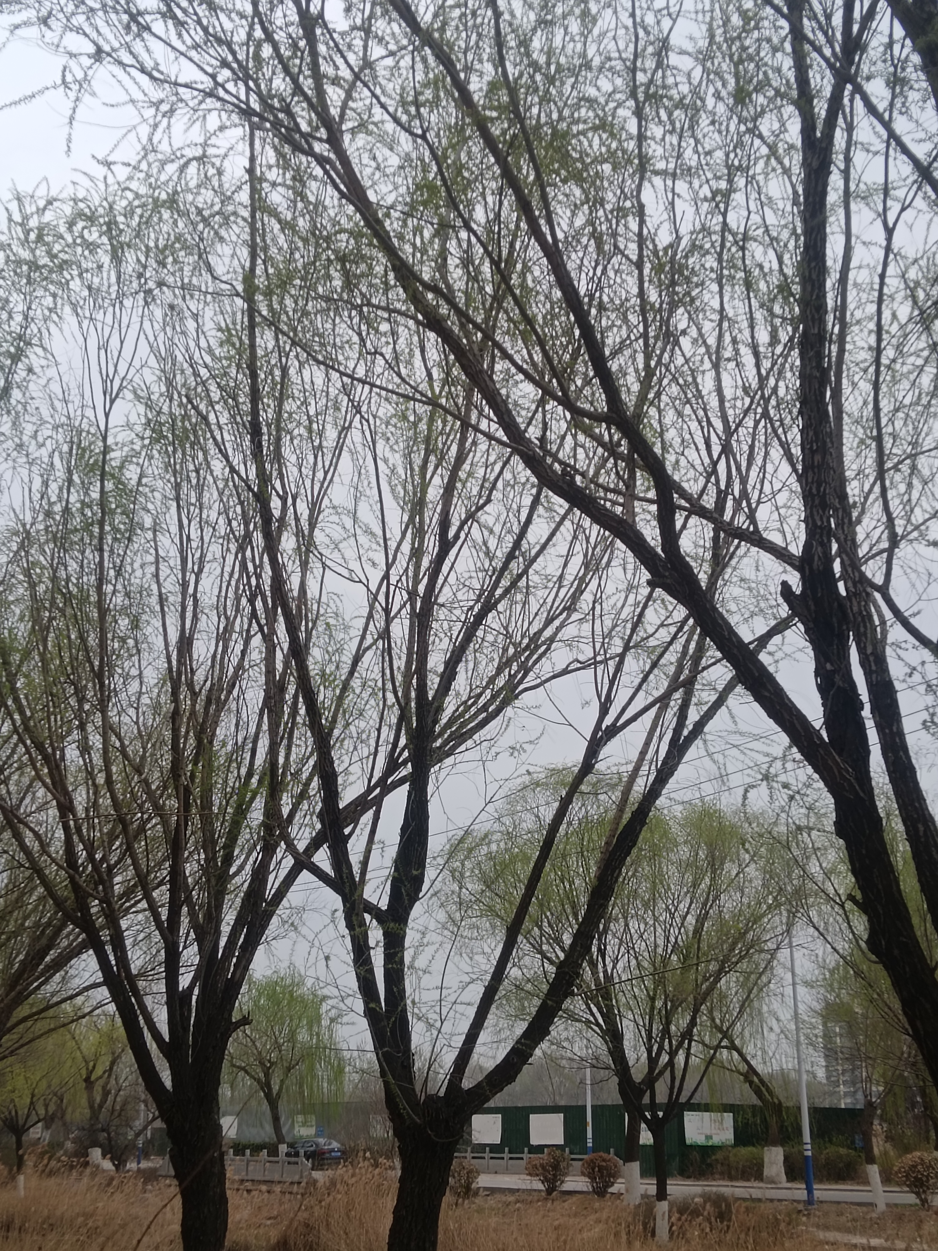 却没注意,原来路边的树木已经发芽换装,绿意点缀,让我明白,春天已经到