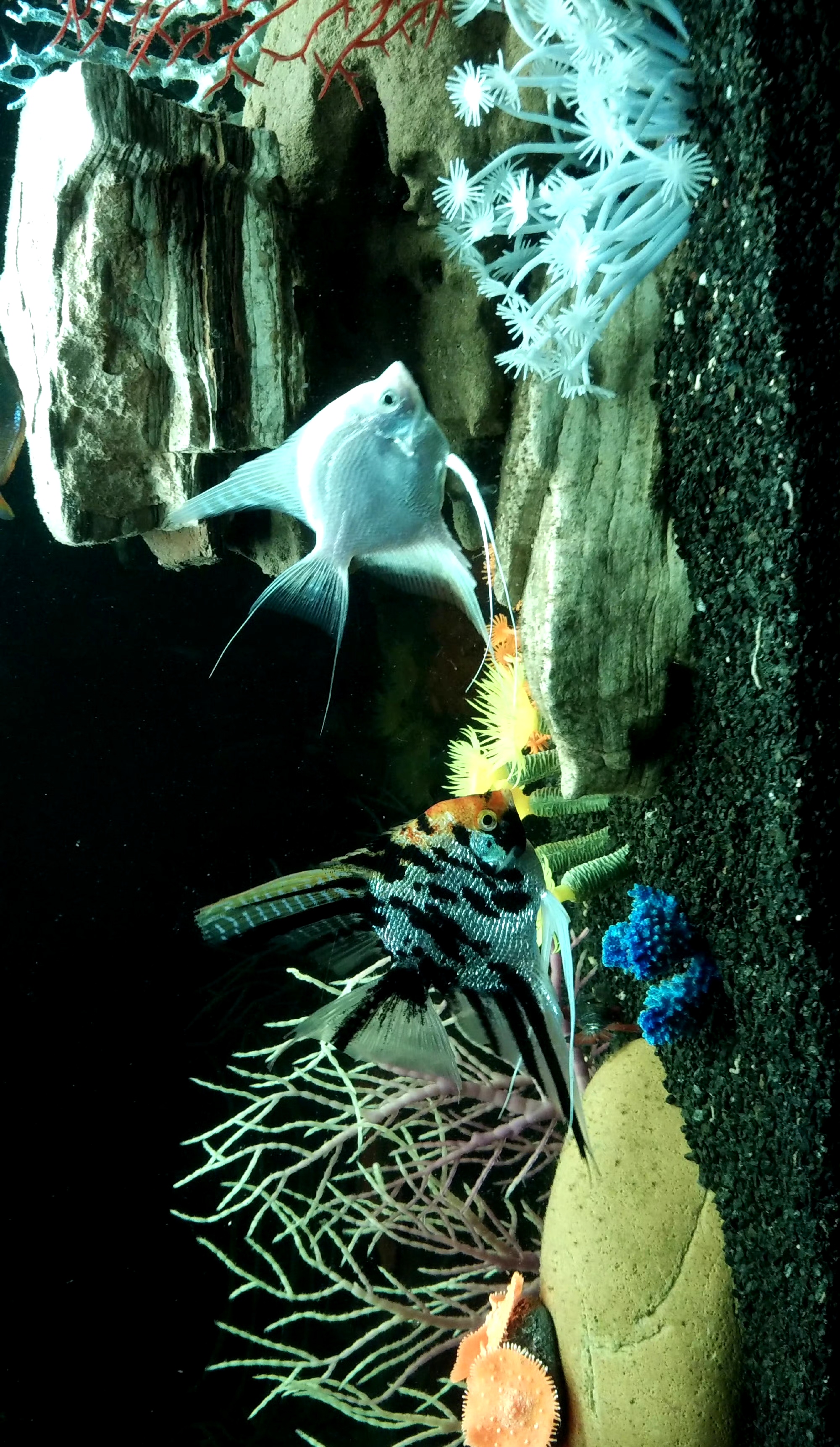 自摄自养的热带鱼摄影观赏大图