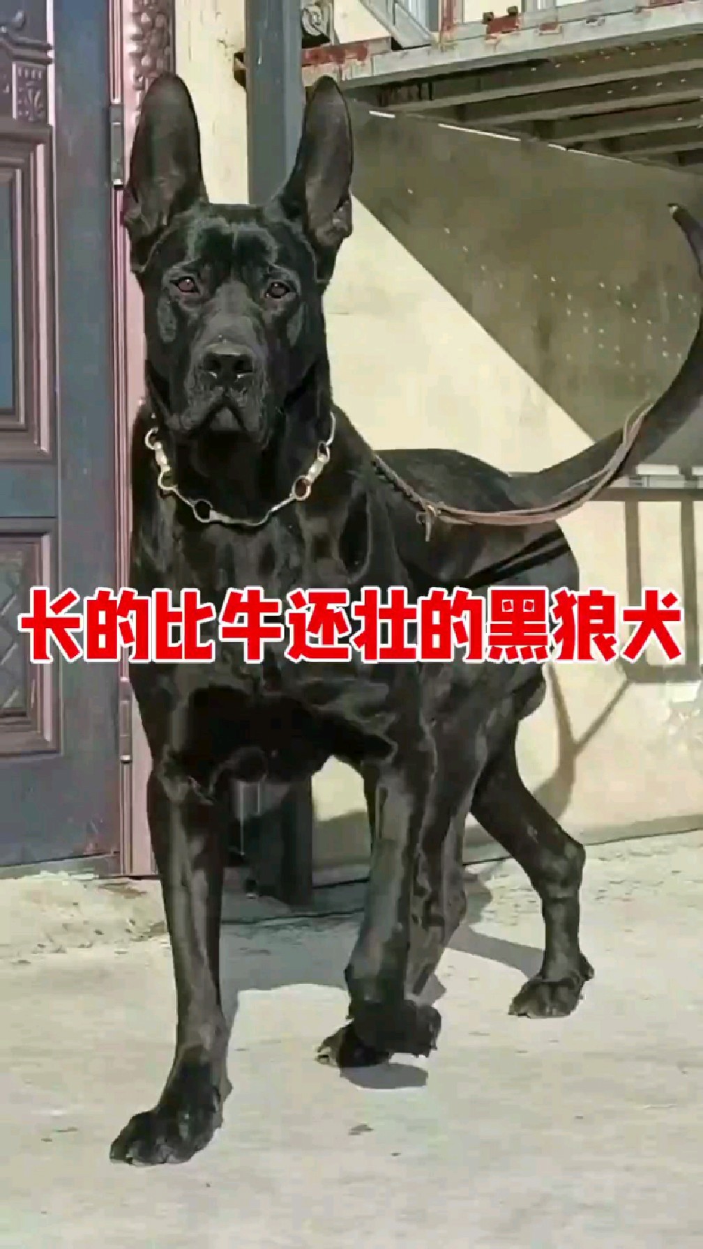 长的比牛还壮的黑狼犬