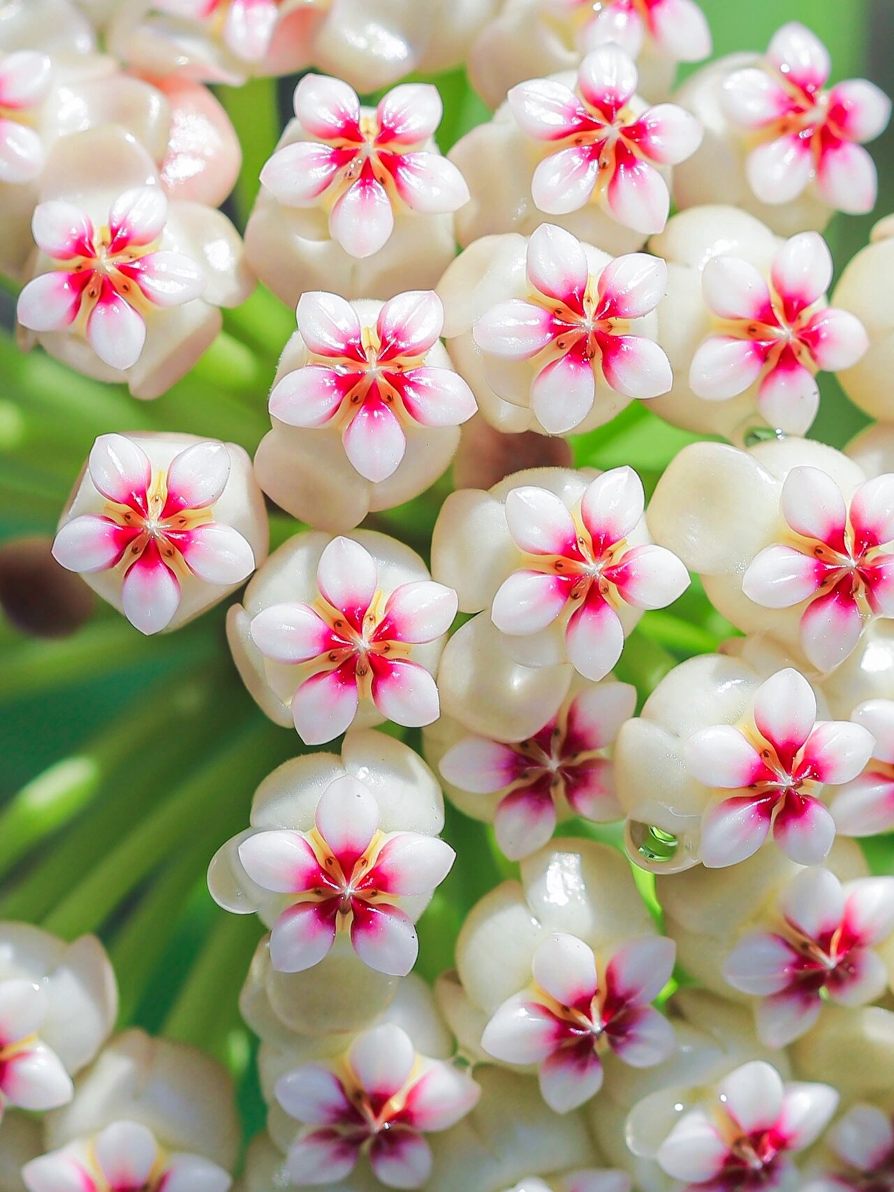 今天,让我们一同深入了解球兰的生长特点,迷人花型和