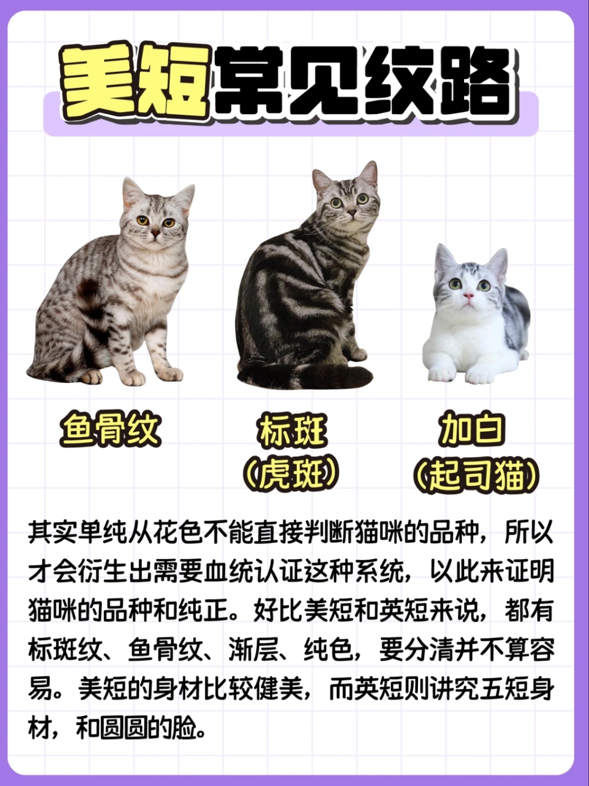 【美短vs英短   脸型:美短——圆脸;英短——偏