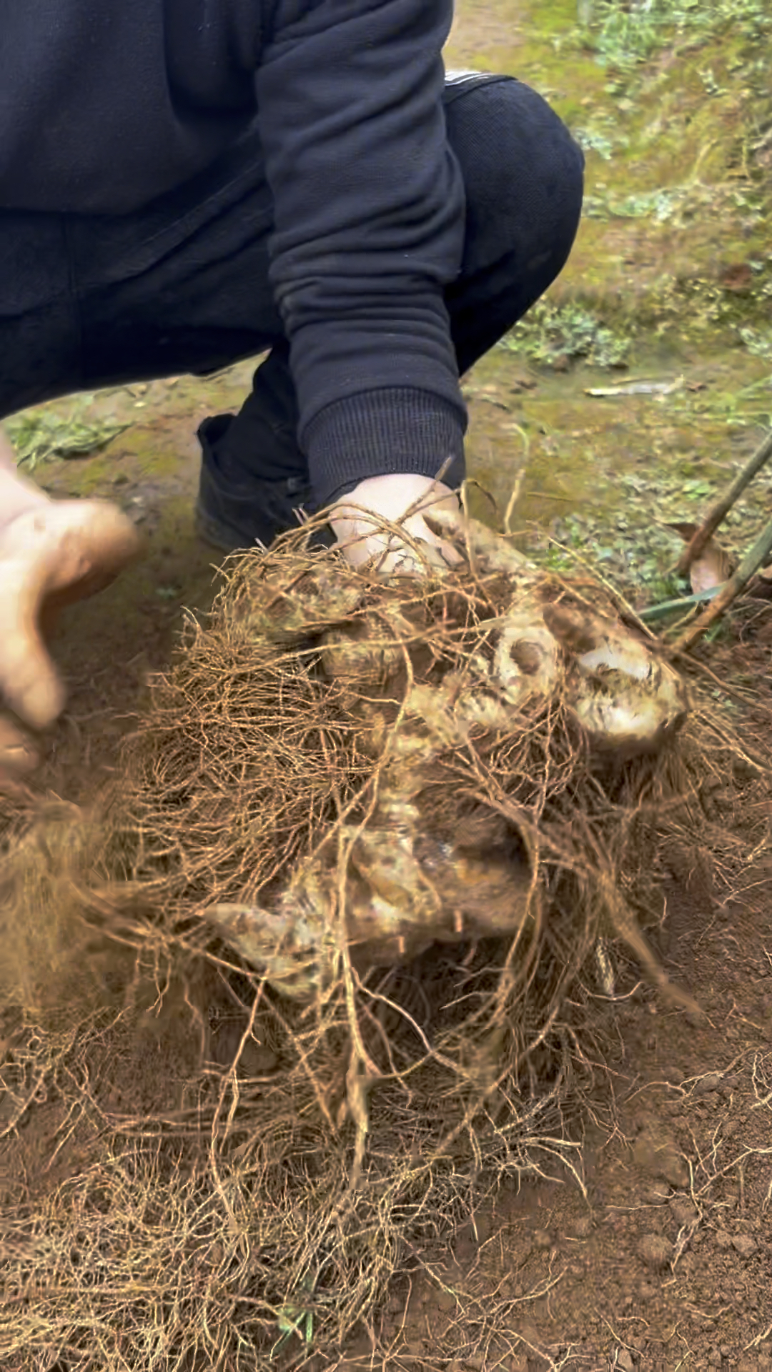 想种黄精吗?看看这个吧!