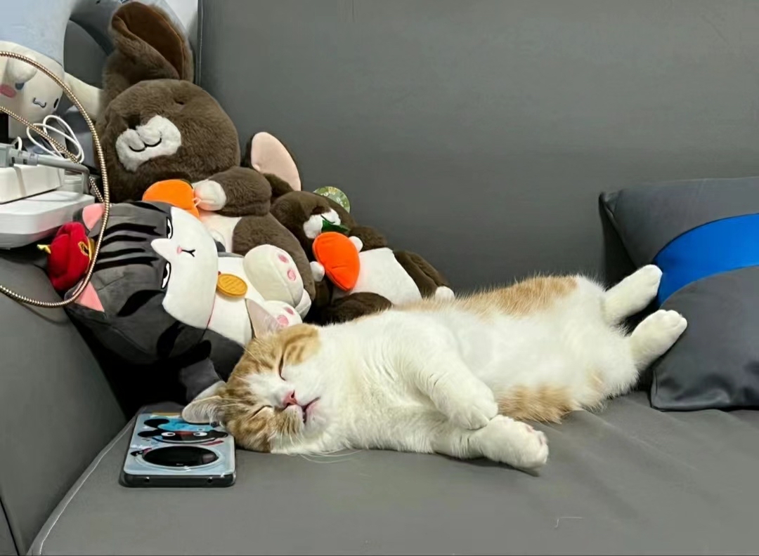 小猫为什么粘人