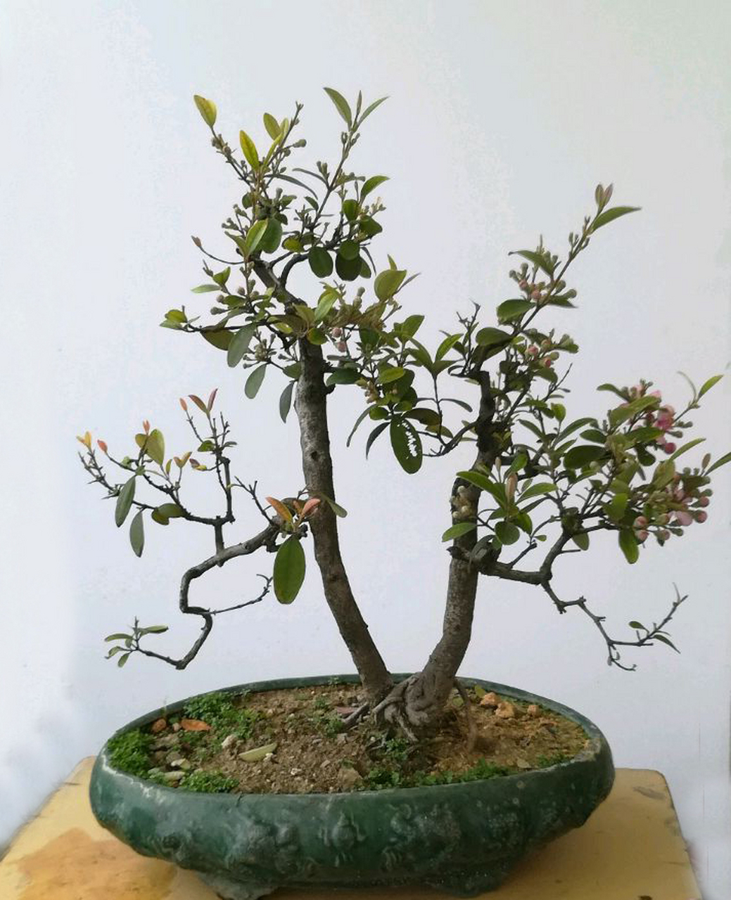 桃金娘盆景养护秘诀揭秘!保持湿润,每月施肥,阳光温暖伴它行.