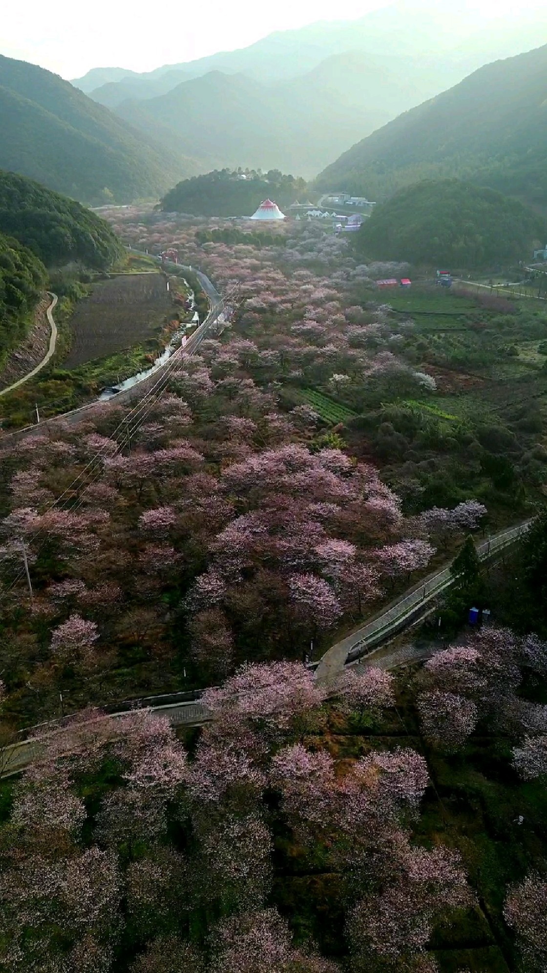 张村樱花谷花期图片