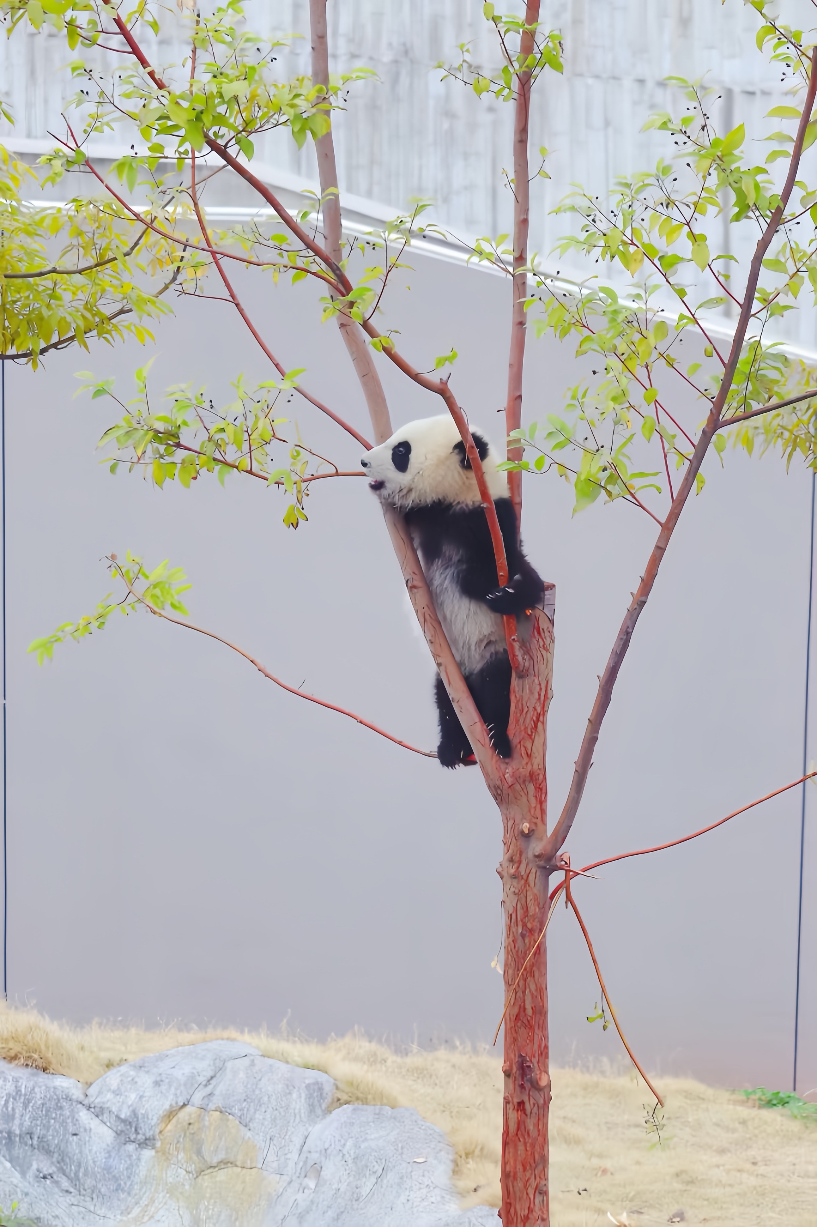 杭州树熊图片