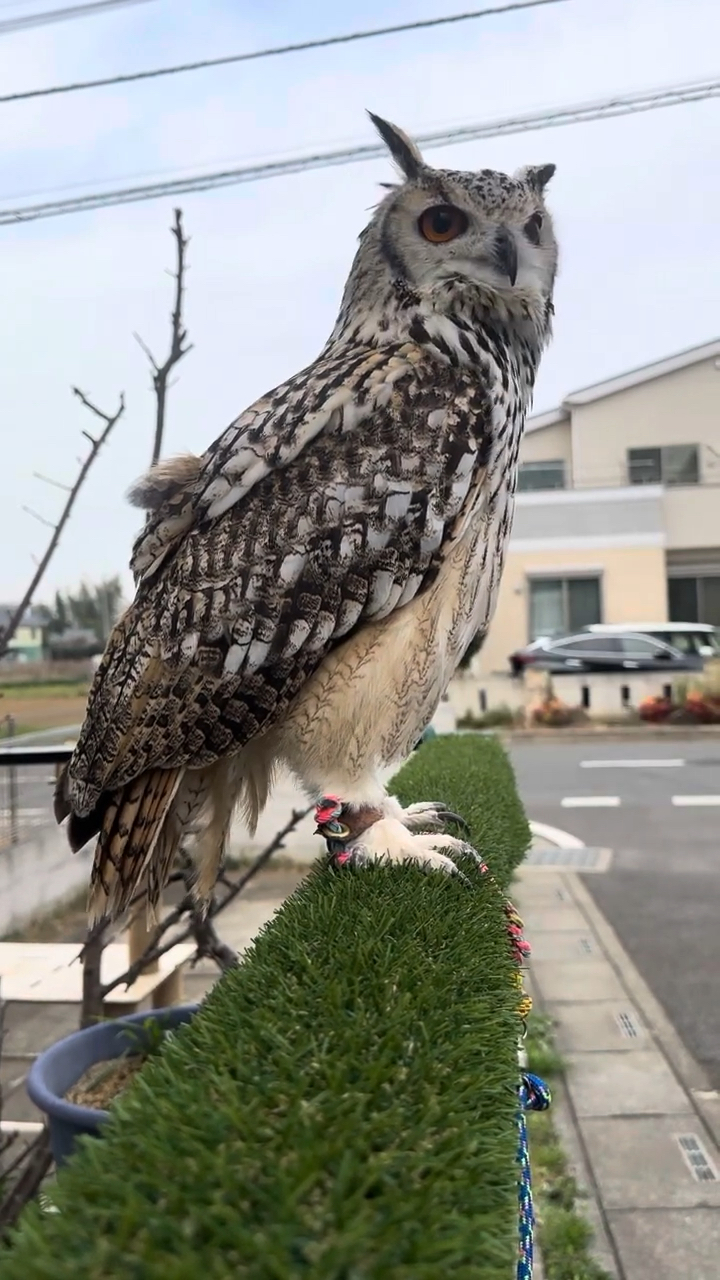 猫头鹰威武登场展示霸气姿态引人瞩目