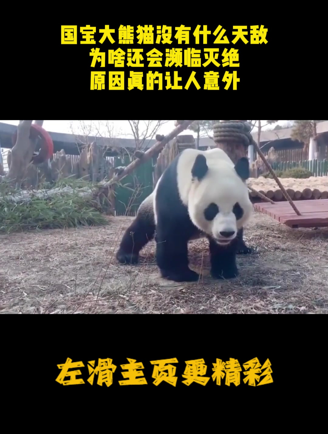 国宝大熊猫没有什么天敌,为啥还会濒临灭绝?原因真的让人意外-度小视