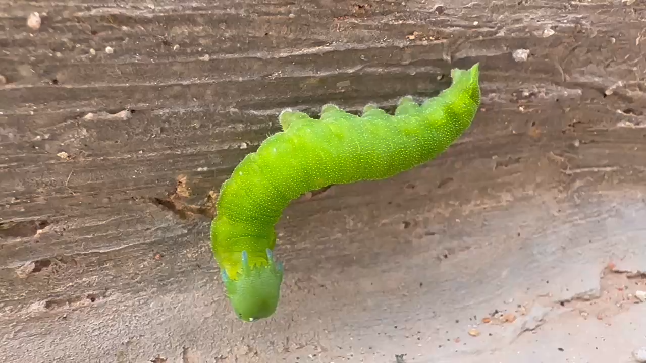 螯蛱蝶幼虫图片