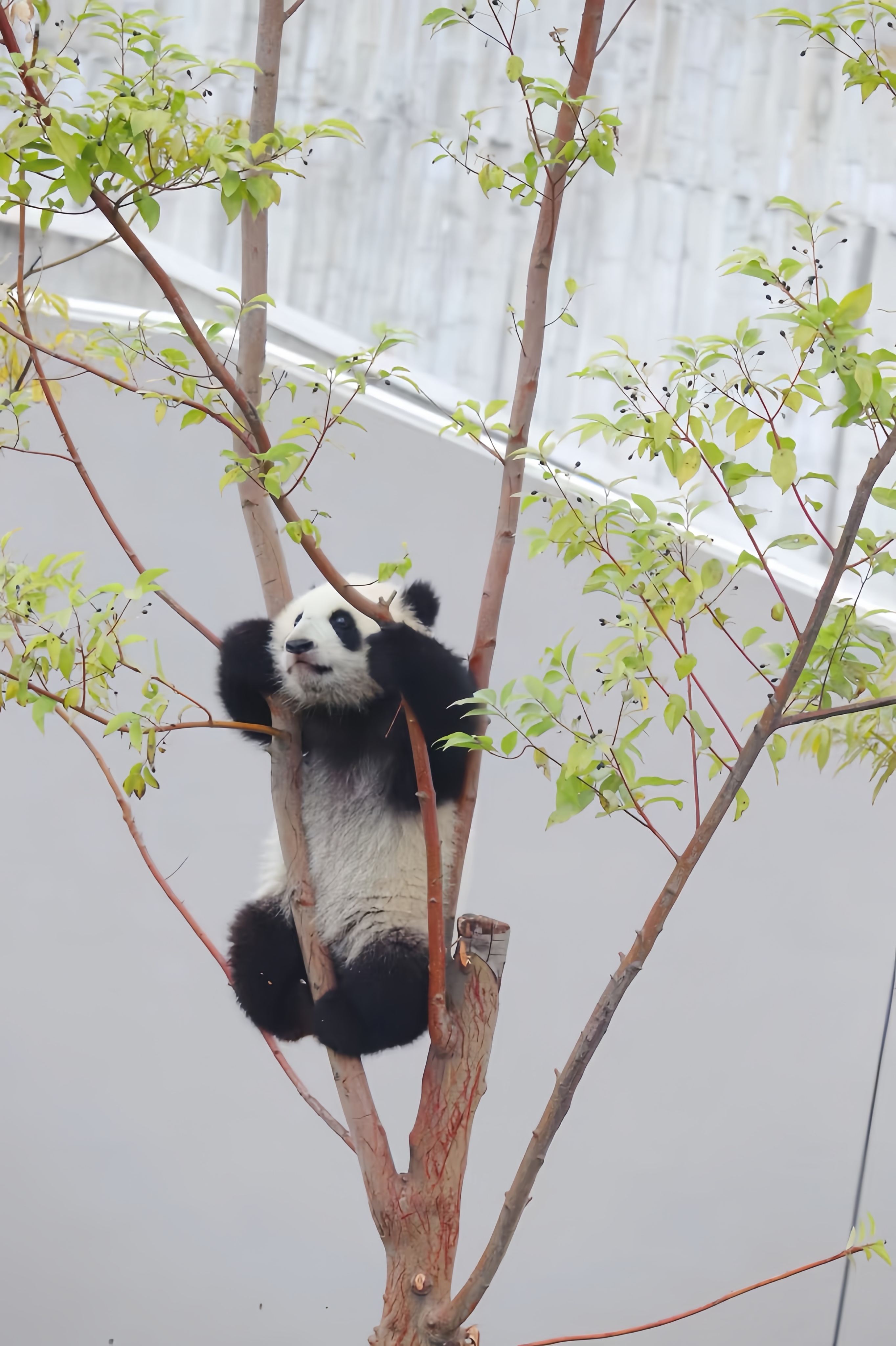 杭州树熊图片