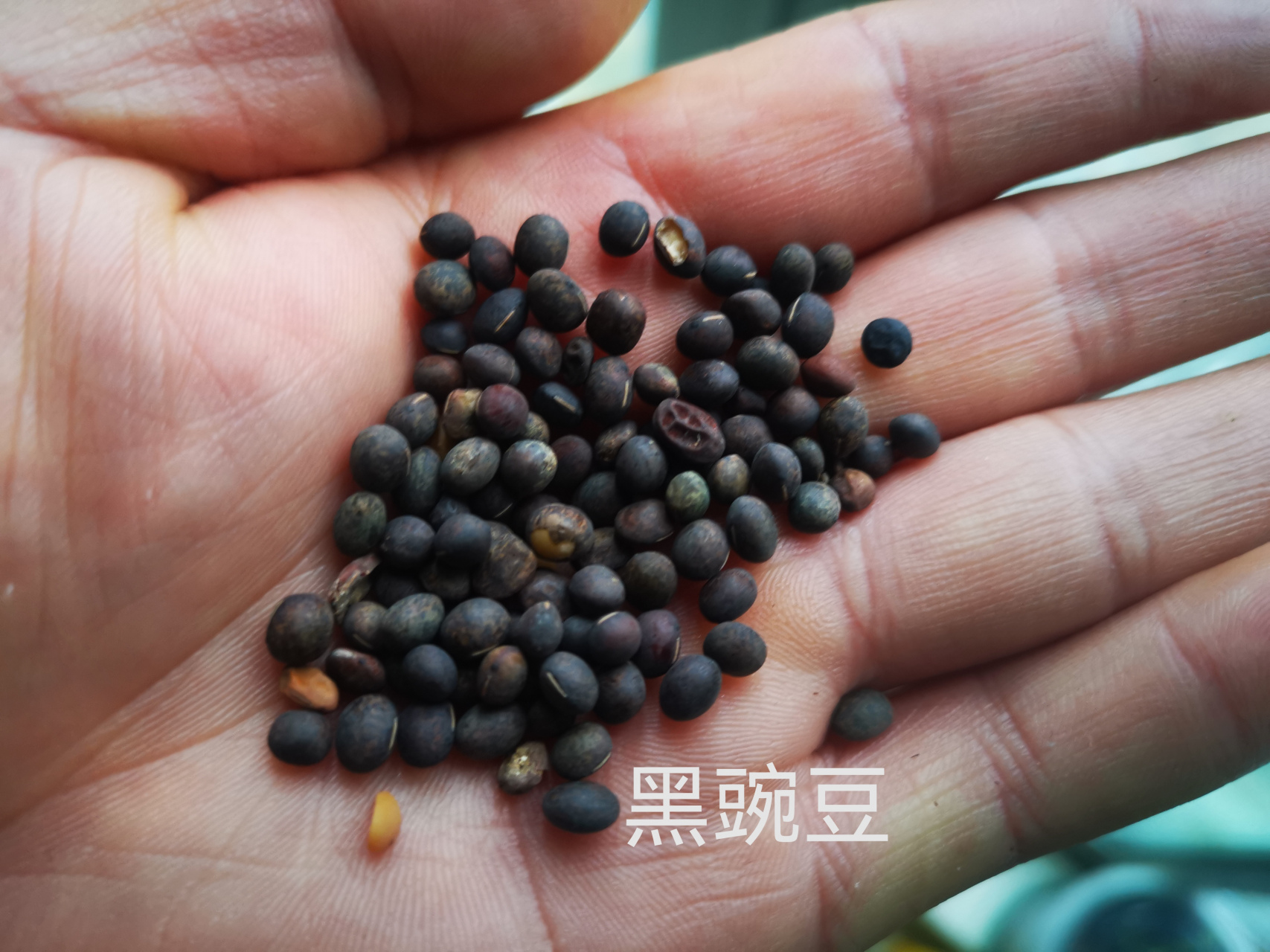 顺便聊一聊"子叶出土和子叶留土"的问题】 小时候我们这里很多人种植