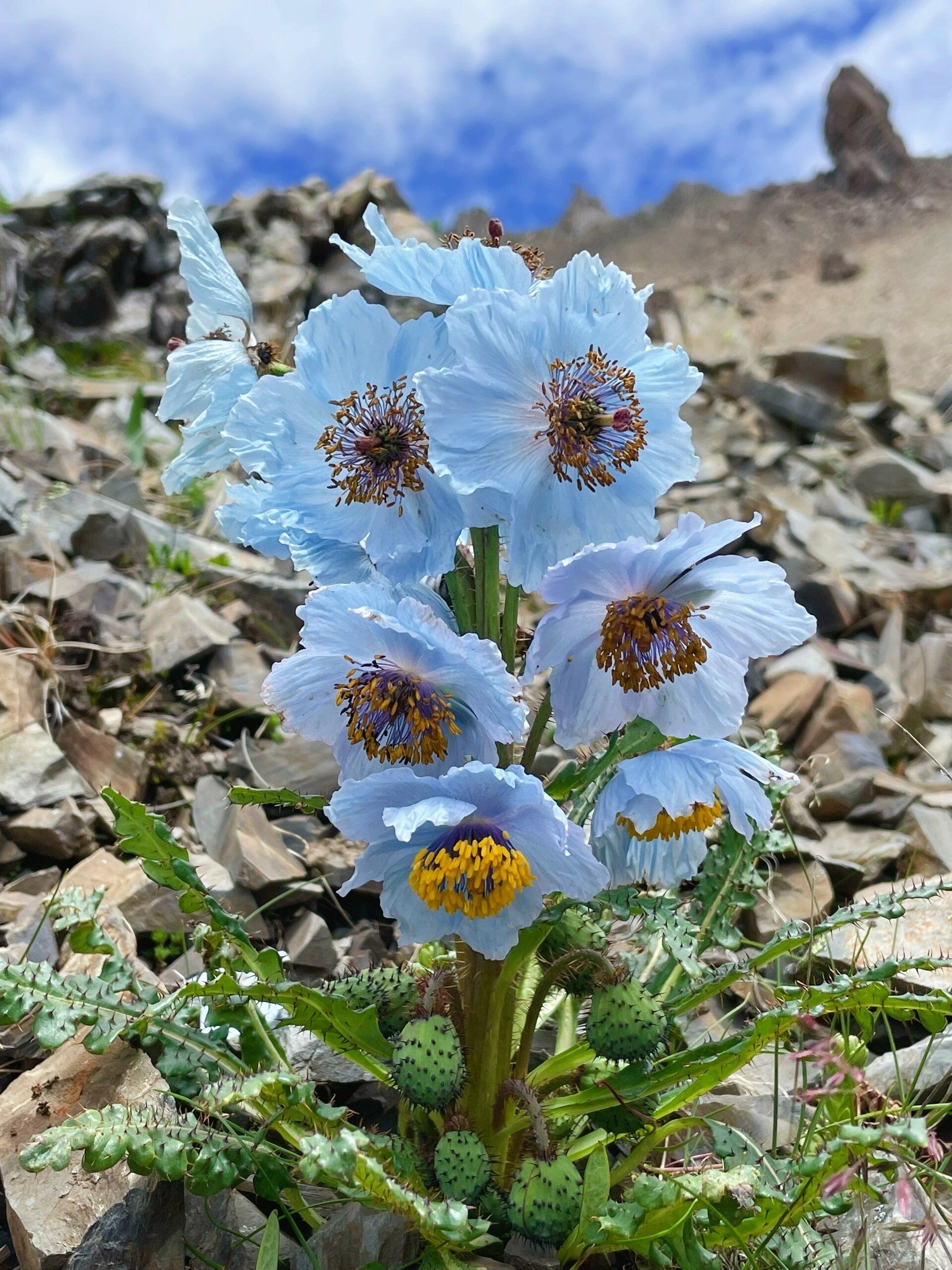 绿绒蒿花语图片