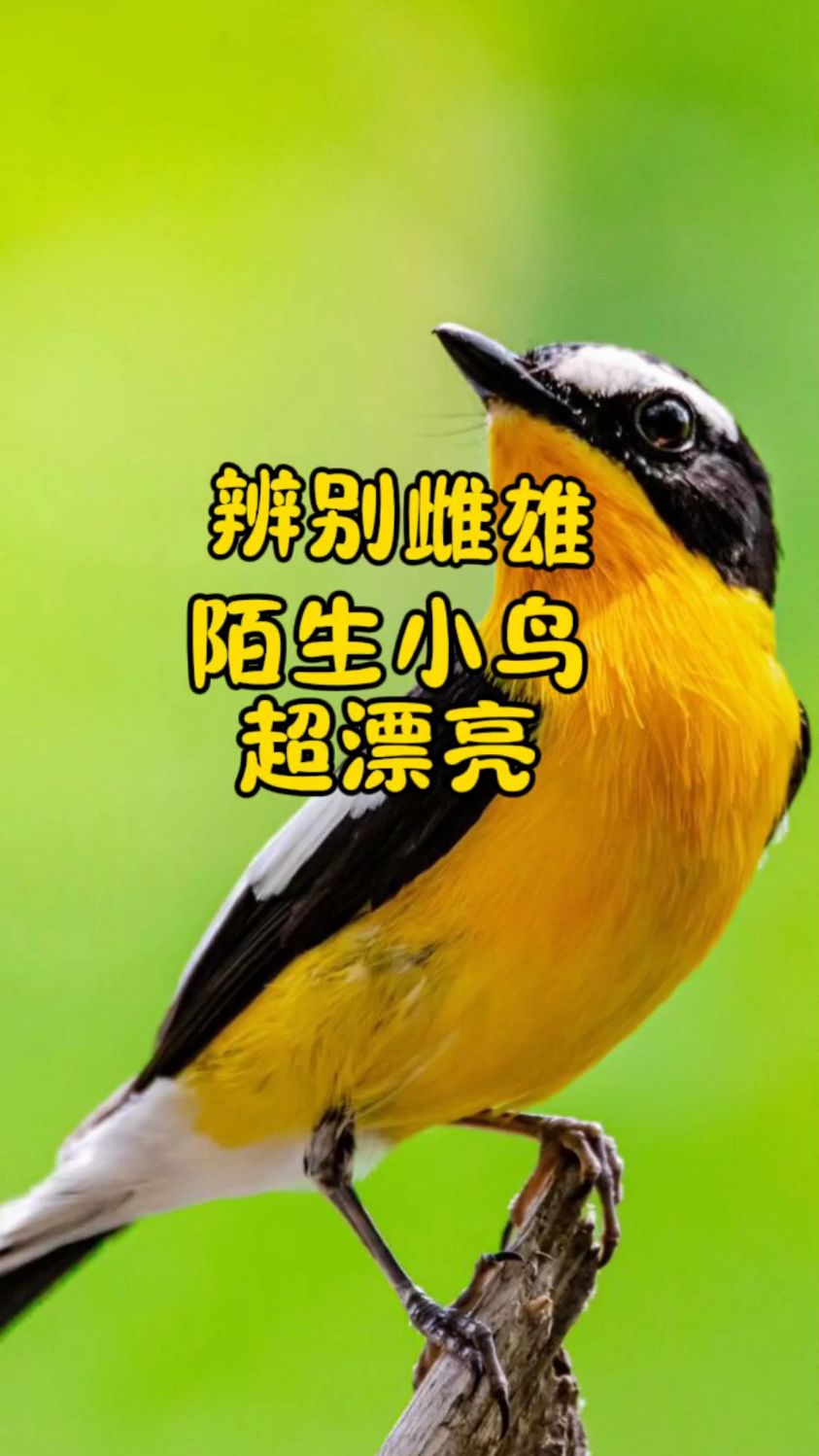 我们叫它火燕,红火燕,红尾狙,四喜,北红,枣花,你们叫它什么