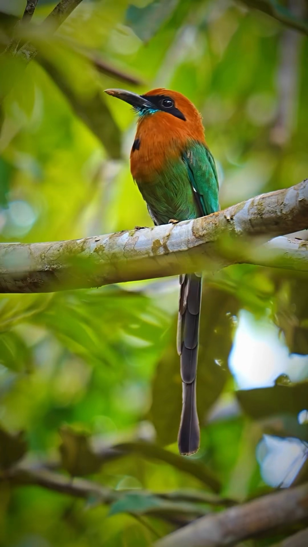 漂亮的蓝喉蜂虎.