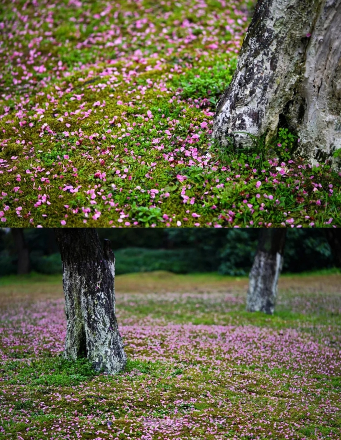 看一场落花做一个诗意缤纷的人