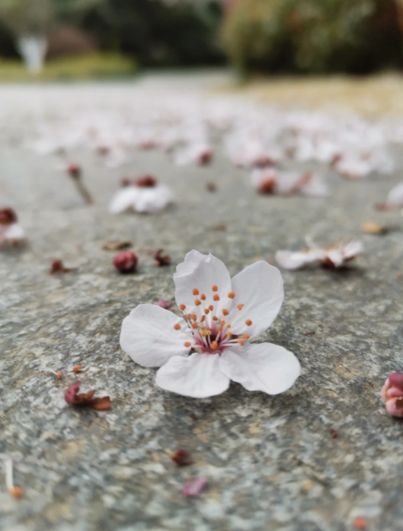 看一场落花做一个诗意缤纷的人