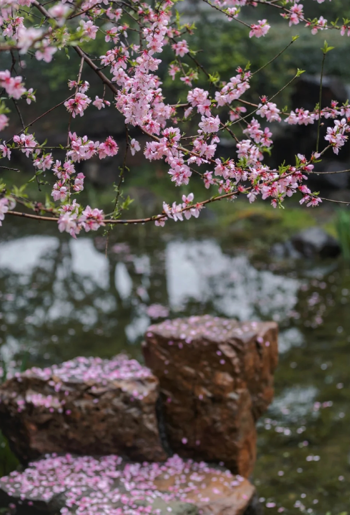 看一场落花做一个诗意缤纷的人