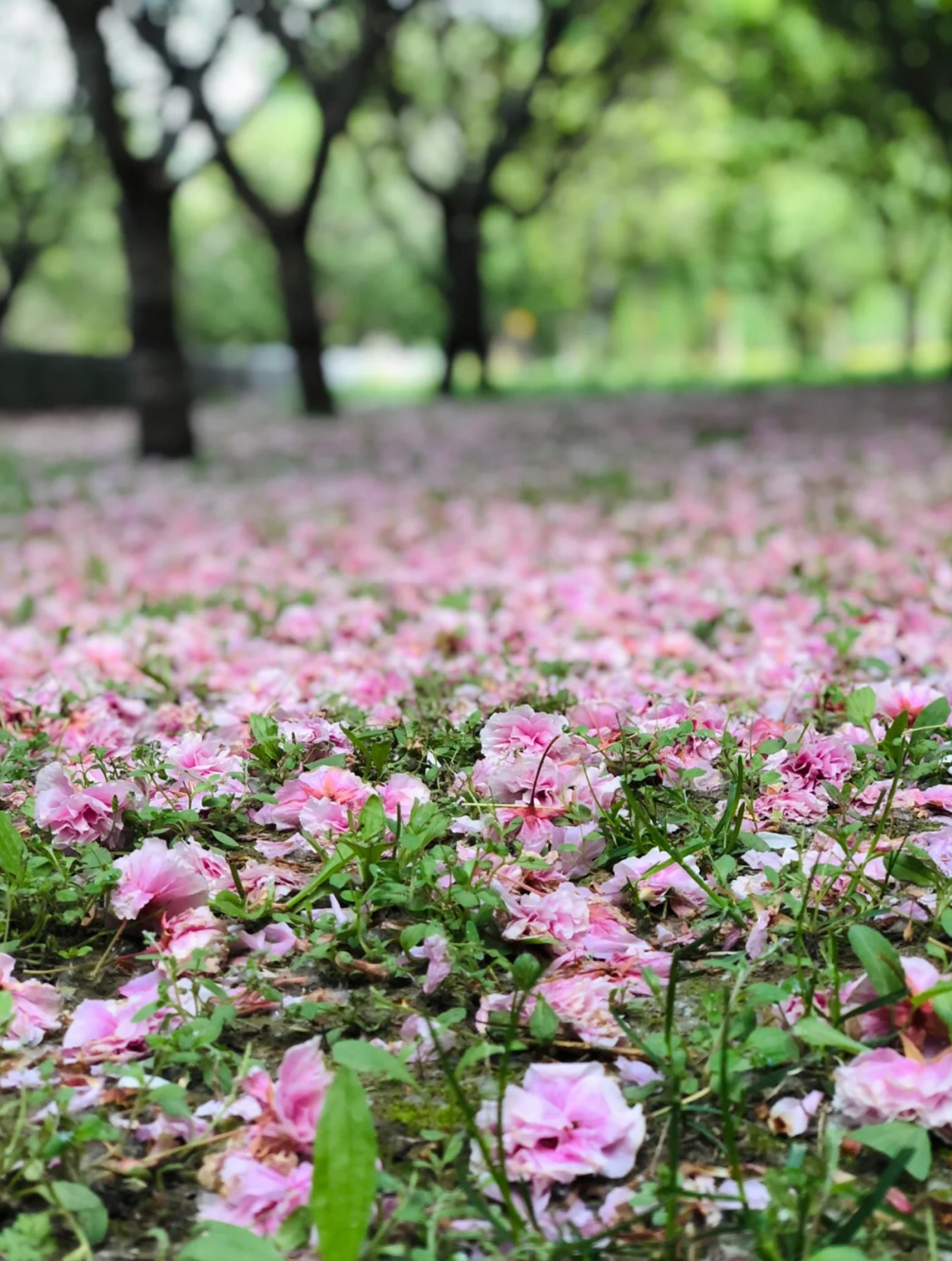 看一场落花做一个诗意缤纷的人