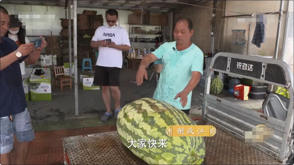 回顾瓜农种巨型西瓜叫来节目组准备炫耀开瓜后脸都绿了