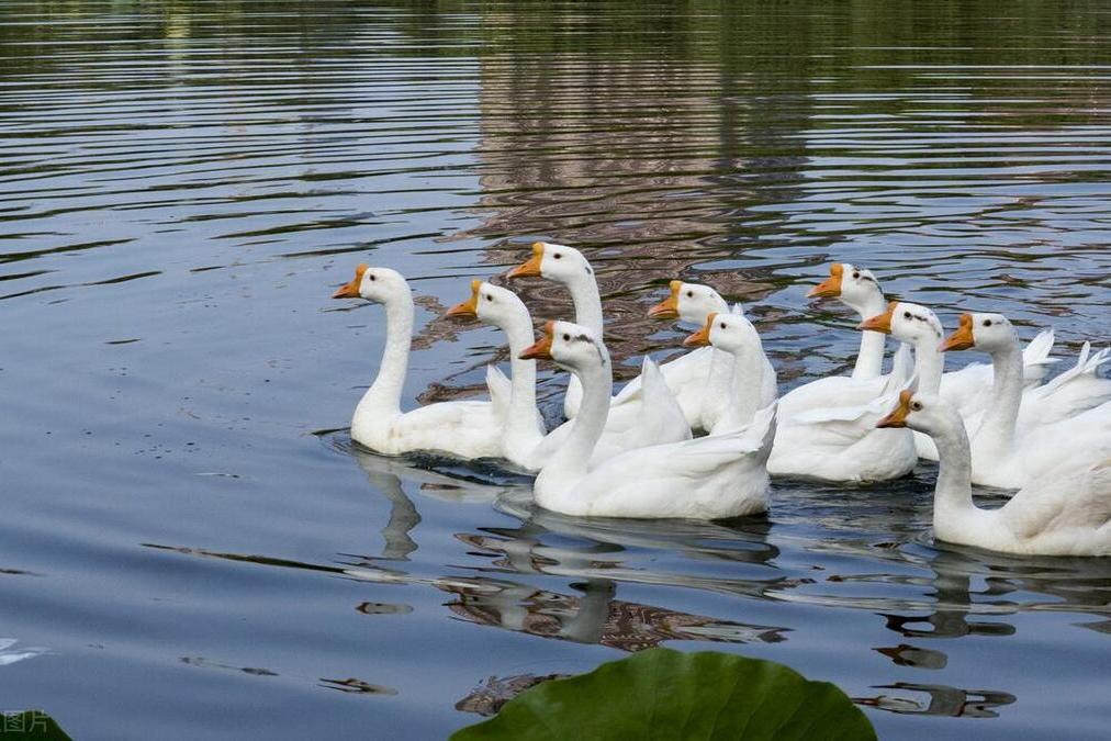 需考虑鹅品种,营养均衡,疾病预防,市场调研等因素.