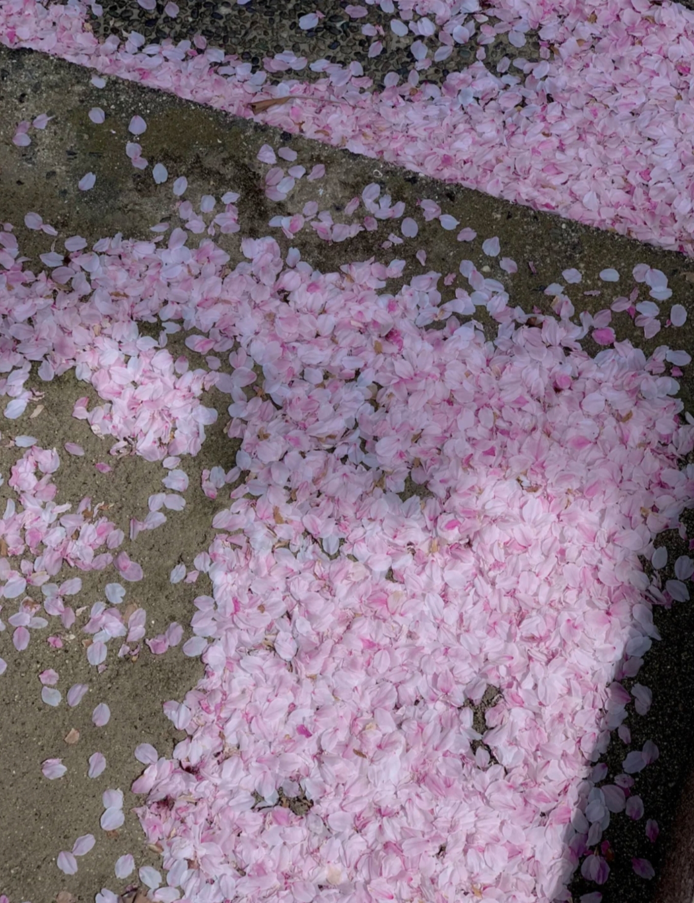 看一场落花做一个诗意缤纷的人