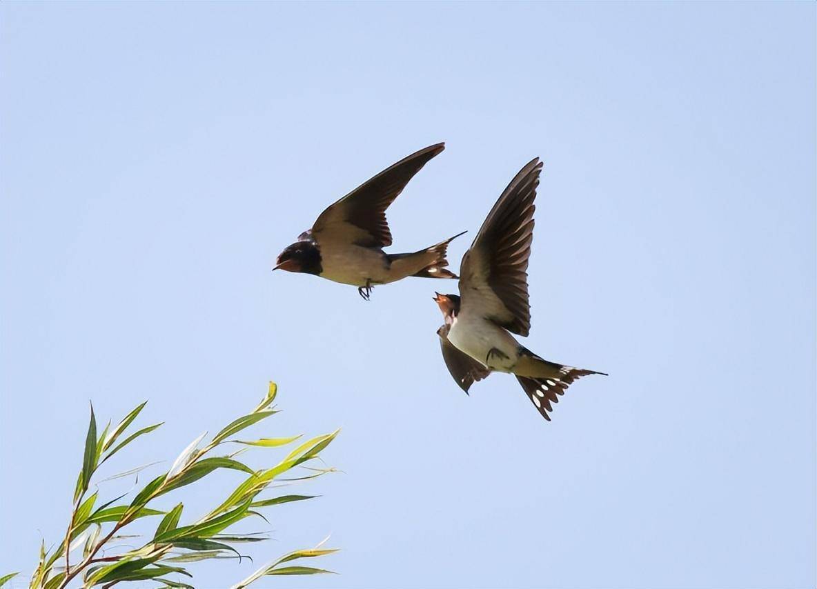 燕子每年冬天都要南迁,"南方"究竟在哪?原来很多人都理解错了