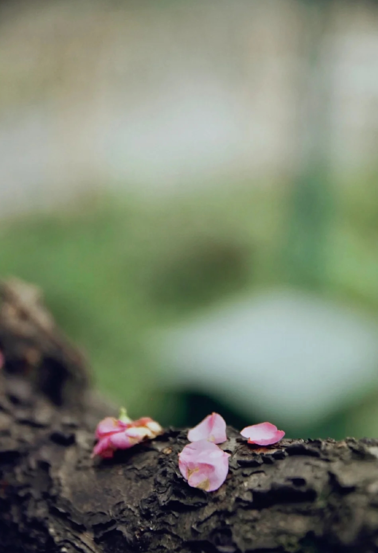 看一场落花做一个诗意缤纷的人