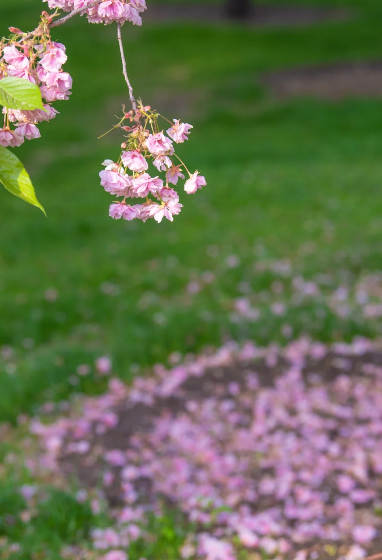 看一场落花做一个诗意缤纷的人