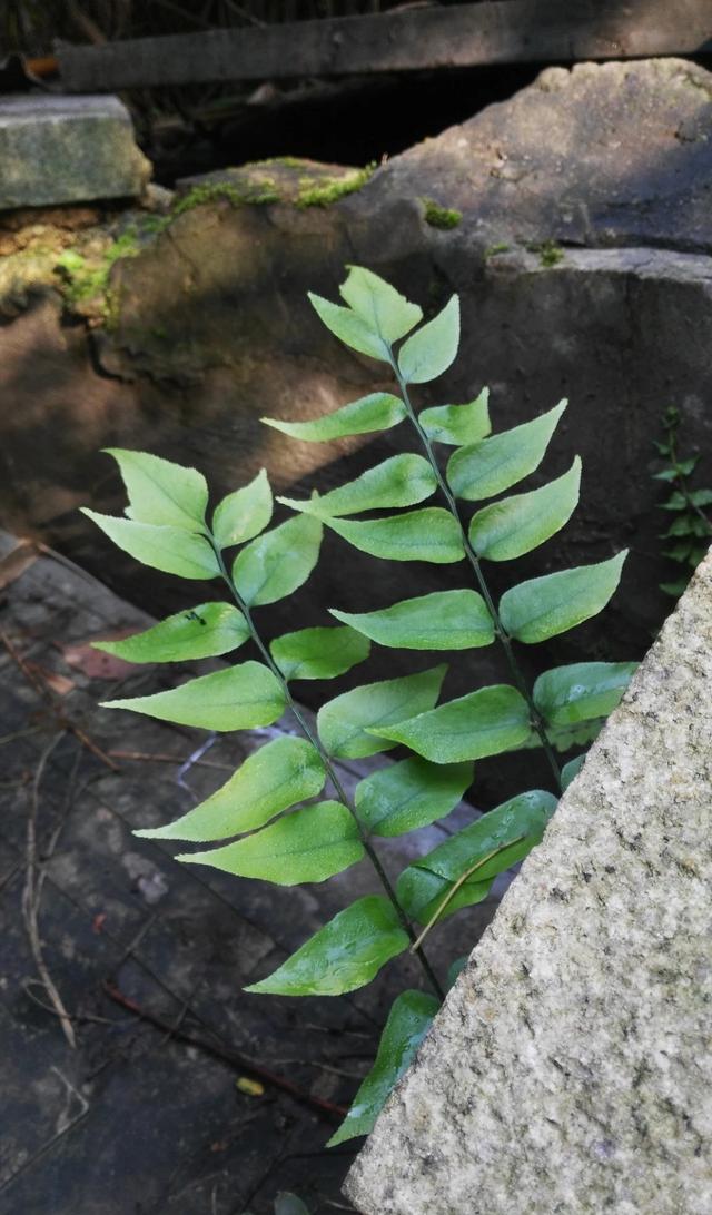 本草纲目,关于贯众的记载