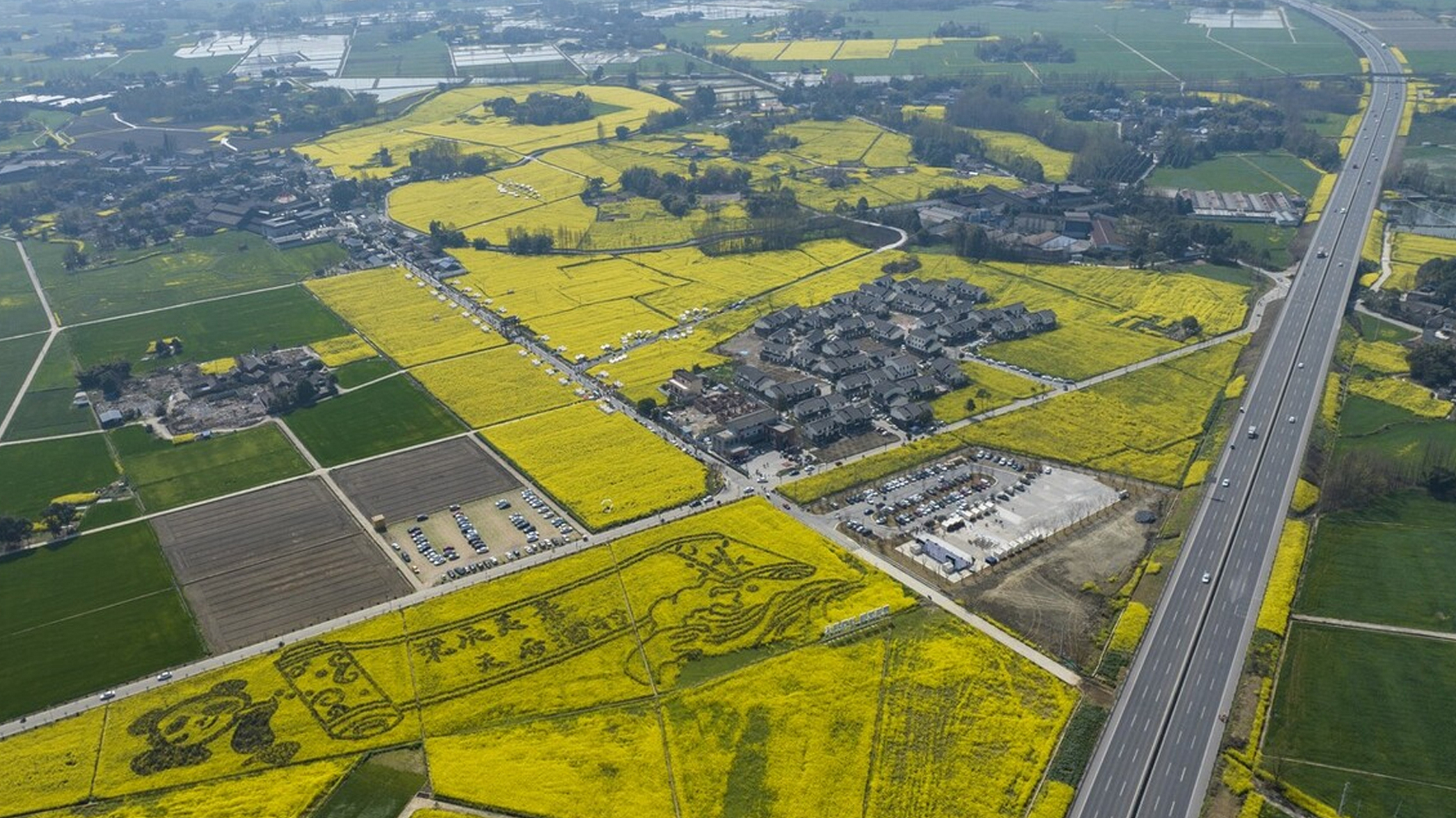 四川成都,油菜花在田野间绽放,如同金色的海洋,将整个世界都染上了