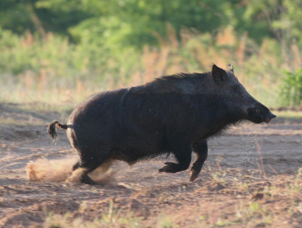 在广袤的森林深处,有一种动物,看似普通,却隐藏着无穷的凶险,这厩是