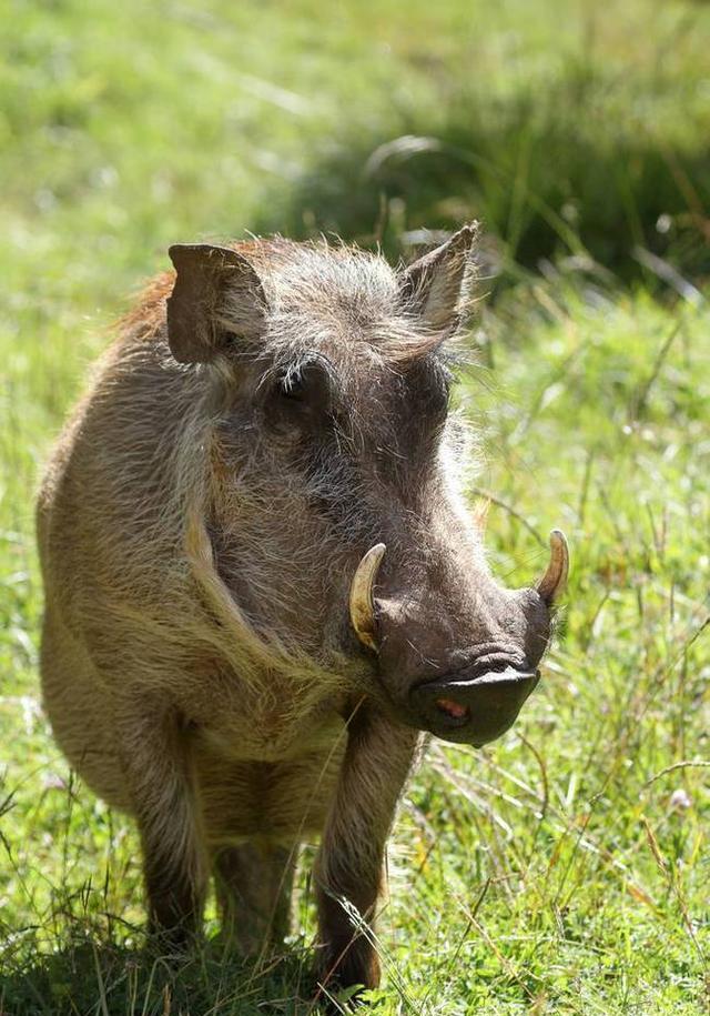 有一种动物,看似普通,却隐藏着无穷的凶险,这就是野猪