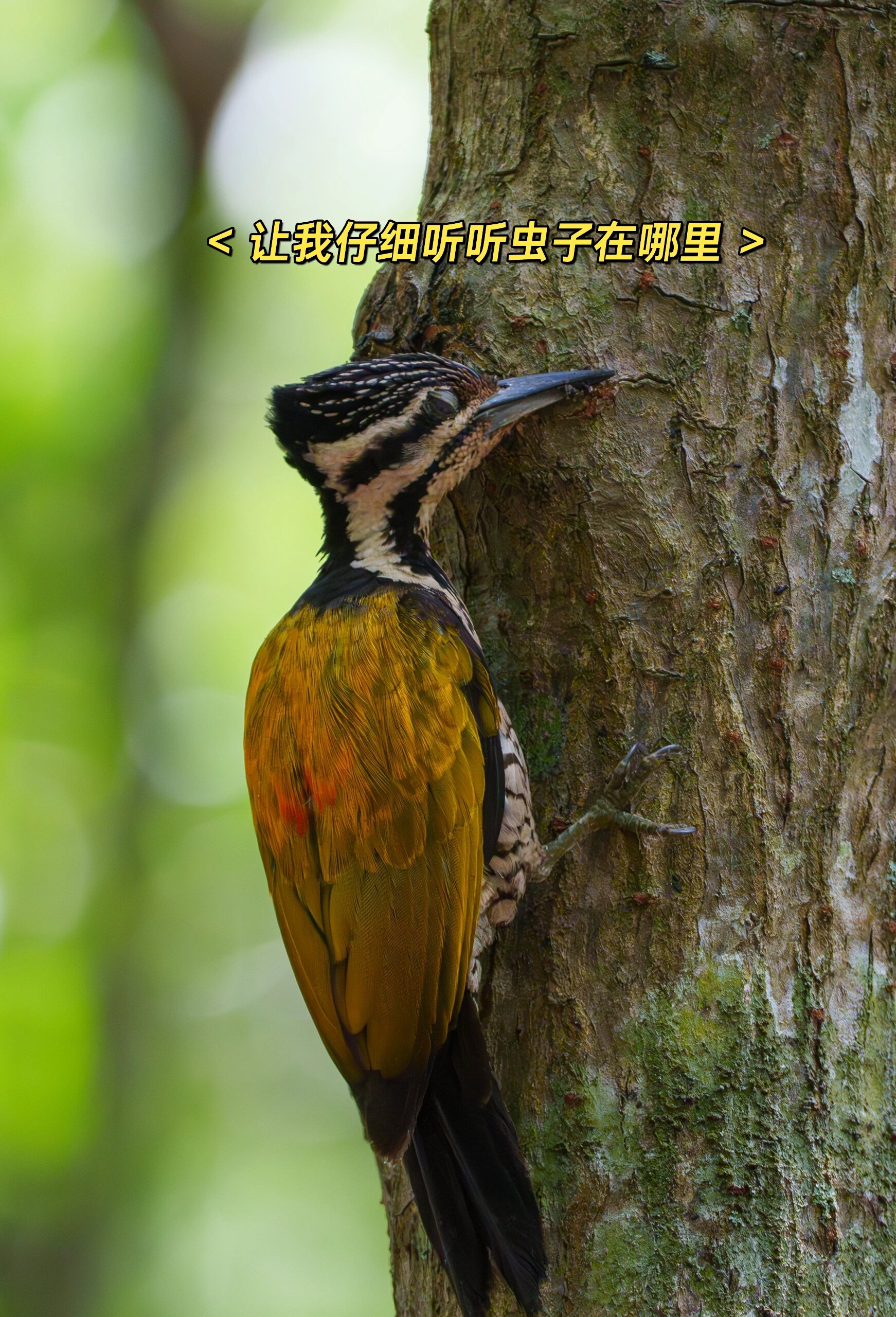 啄木鸟为什么要啄树木 啄木鸟为什么要啄树木