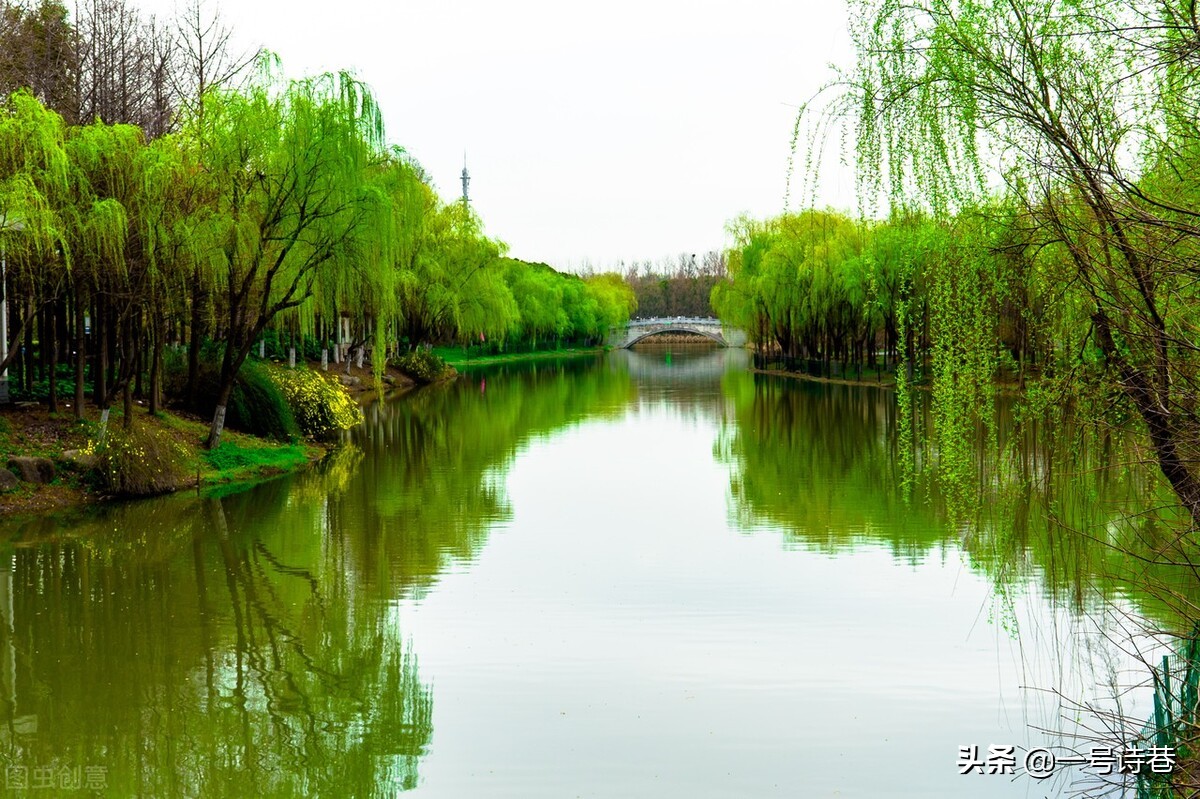 杨柳图片大全风景图片