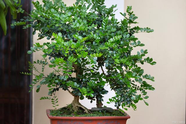 52种家庭常见绿植盆栽,来看看有喜欢的嘛!