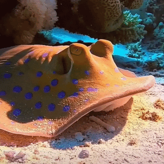 美丽的海葵花黄色海绵黄色海绵,美丽的海葵花,海底各种各样的鱼,蓝色