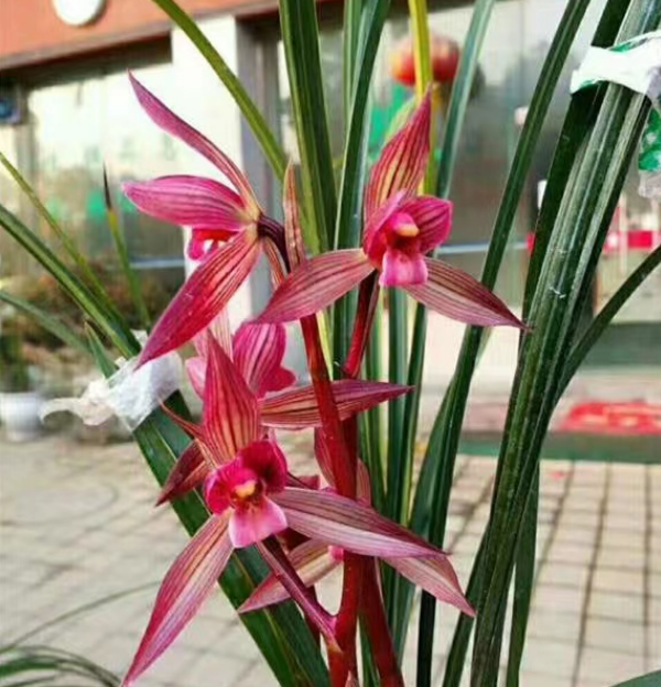 此兰花,是大家公认的"最佳红素",勤花丰花,香味好,确实高级