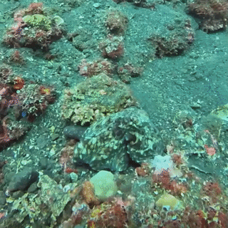 海笔,宛如海底的羽毛笔,形态各异,美丽而独特.