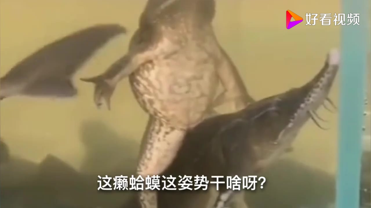 今天搞笑内容有:癞蛤蟆成精骑龙鱼寻天鹅,拿新鞋换大爷旧鞋!